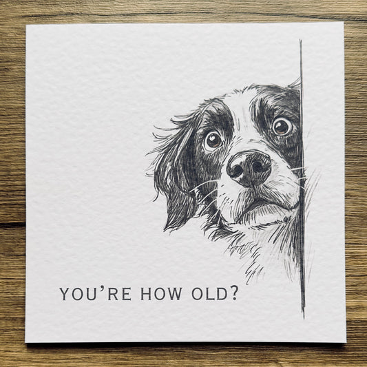 You're How Old?! Springer Spaniel Birthday Card