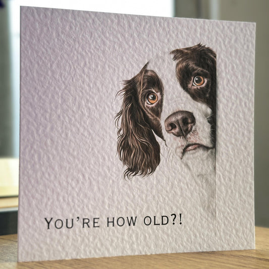 You're How Old?! Springer Spaniel Birthday Card.