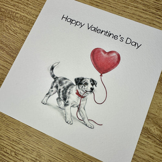 Border Collie (Blue Merle) with Heart Balloon