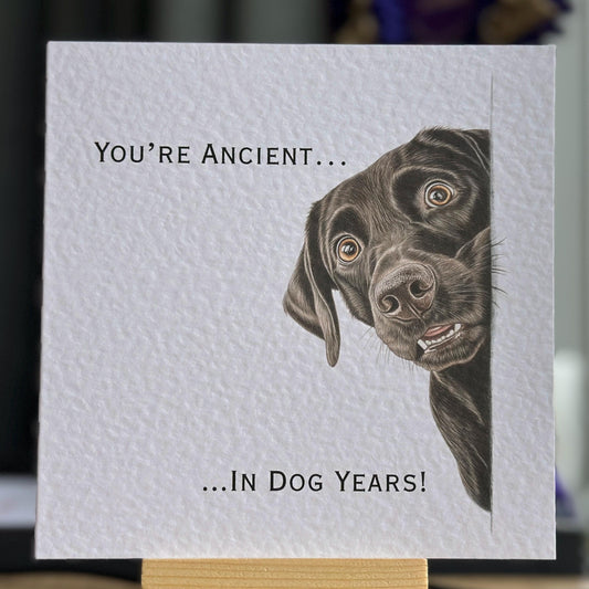 You're Ancient! Labrador Birthday Card