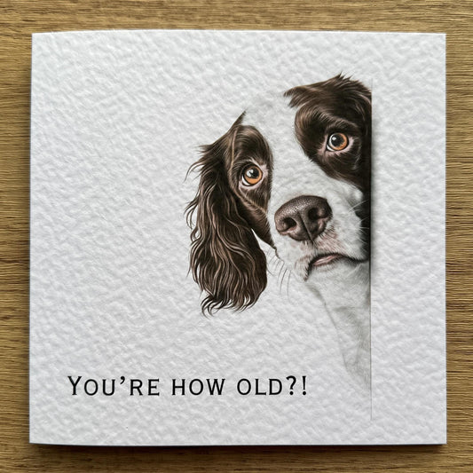 You're How Old?! Springer Spaniel Birthday Card.