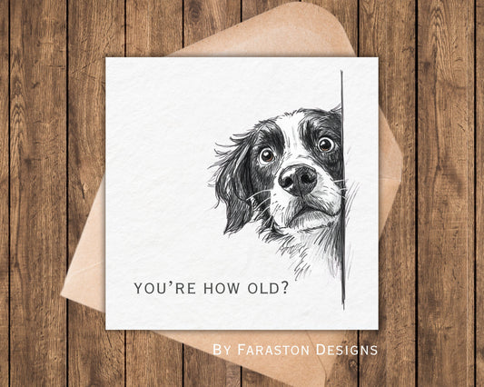 You're How Old?! Springer Spaniel Birthday Card