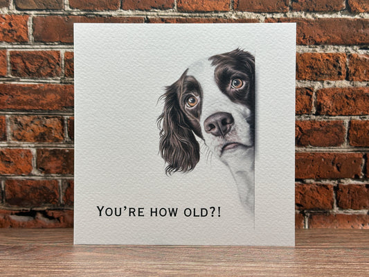 You're How Old?! Springer Spaniel Birthday Card.