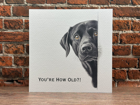 Funny Black Lab "You're How Old?!" Birthday Card