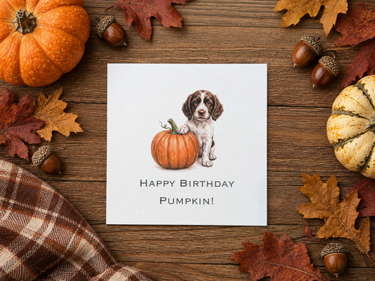 Happy Birthday Pumpkin - Springer Spaniel Card